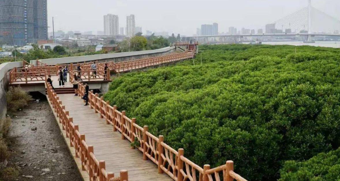 蒼南龍港紅樹林省級(jí)濕地公園河道清淤項(xiàng)目